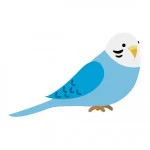 インコのイラスト
