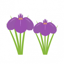 菖蒲