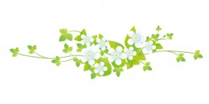 白い花のイラスト