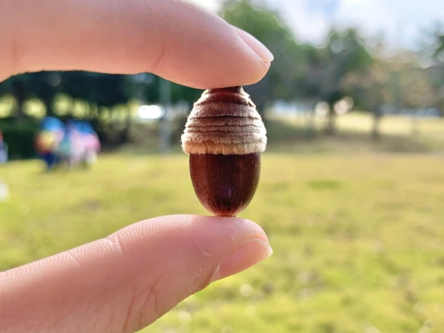 指先とどんぐり