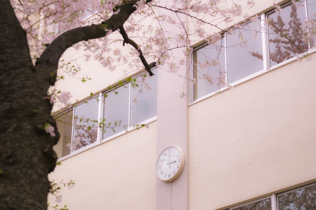 校舎の時計と桜