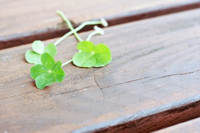 四つ葉のクローバー