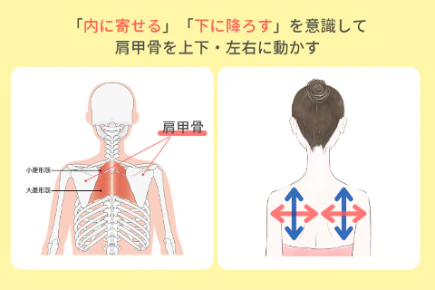 肩甲骨を動かす「寄せる」「下げる」