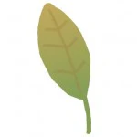 葉っぱのイラスト