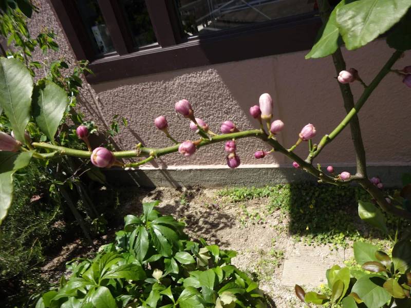 DSC03293