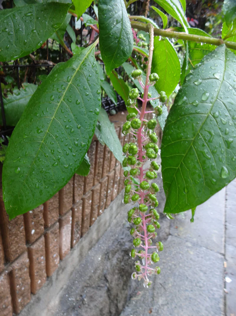 DSC04241