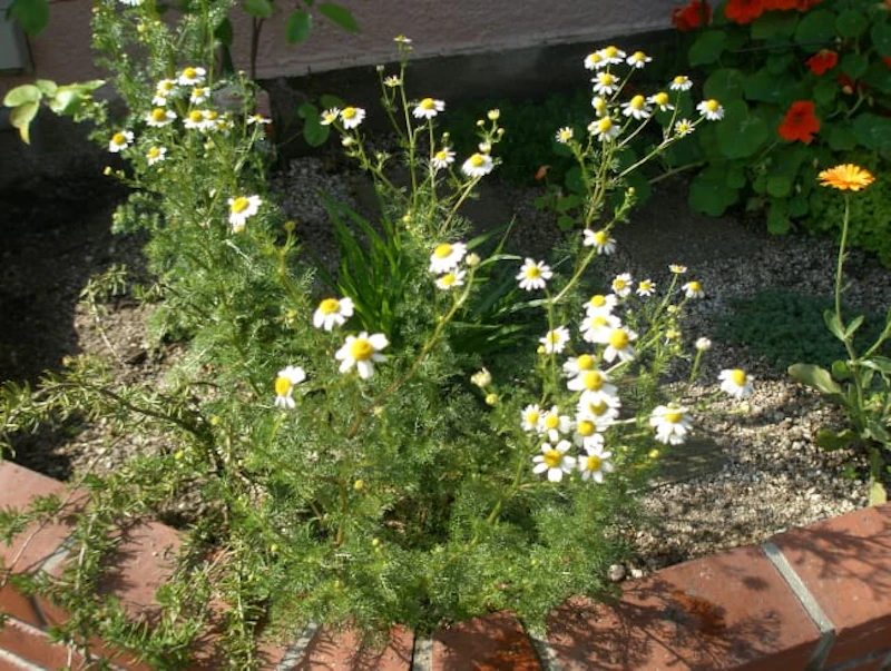 ジャーマンカモミール