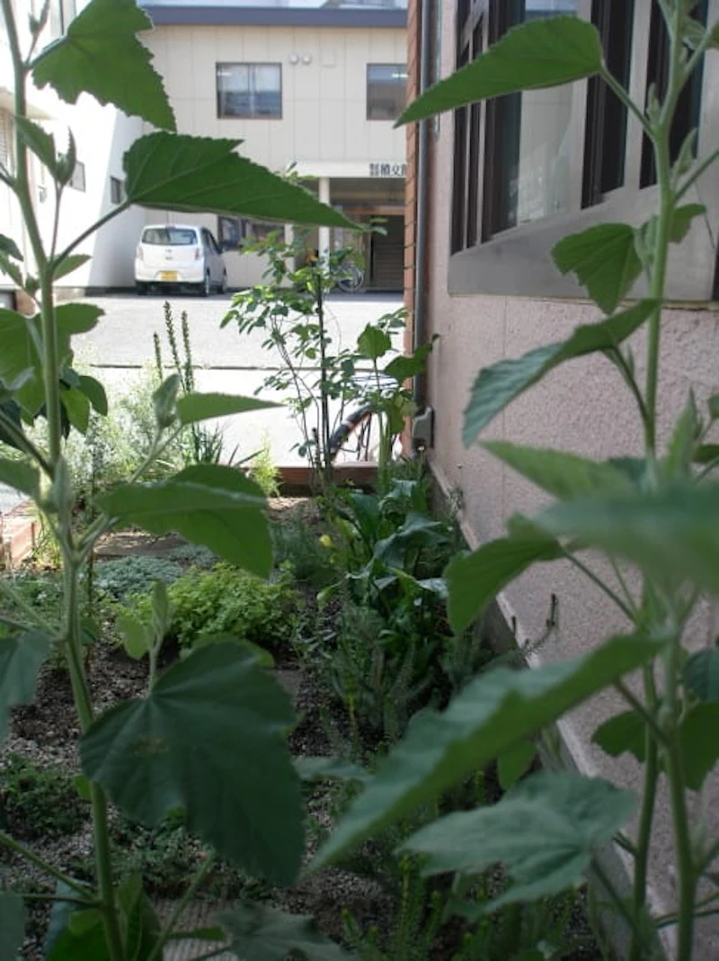 camomille herb garden