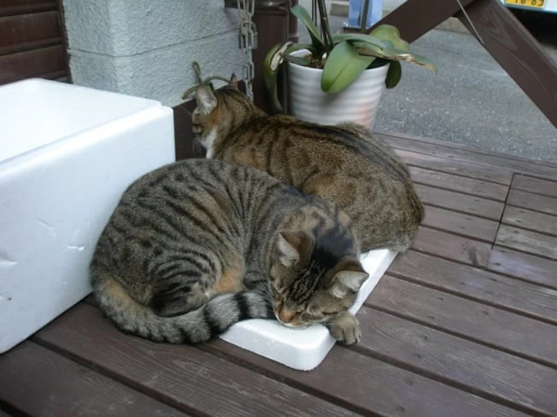 シシャモとモヤシ