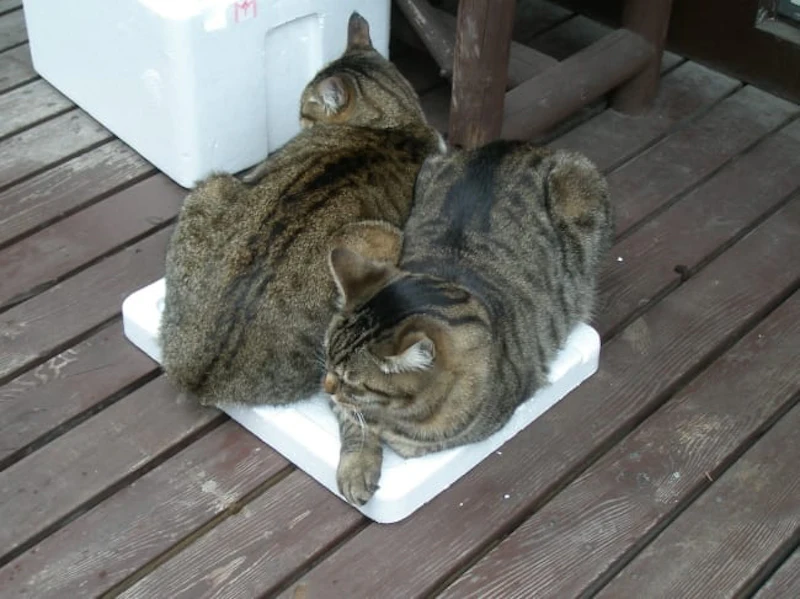 シシャモ＆モヤシ