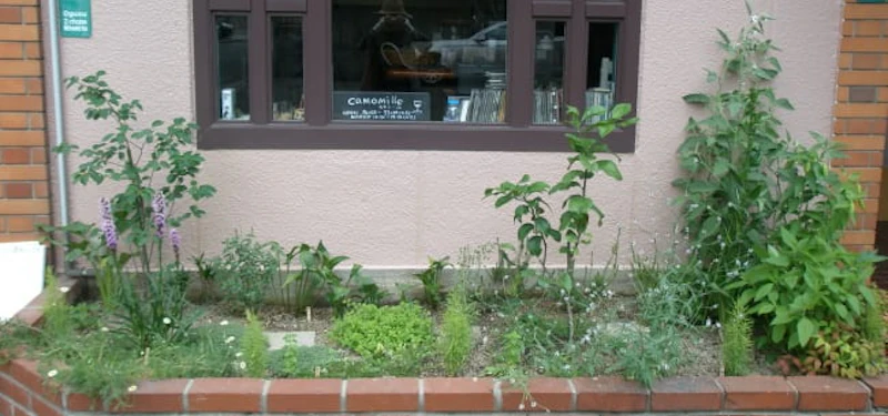 camomille herb garden