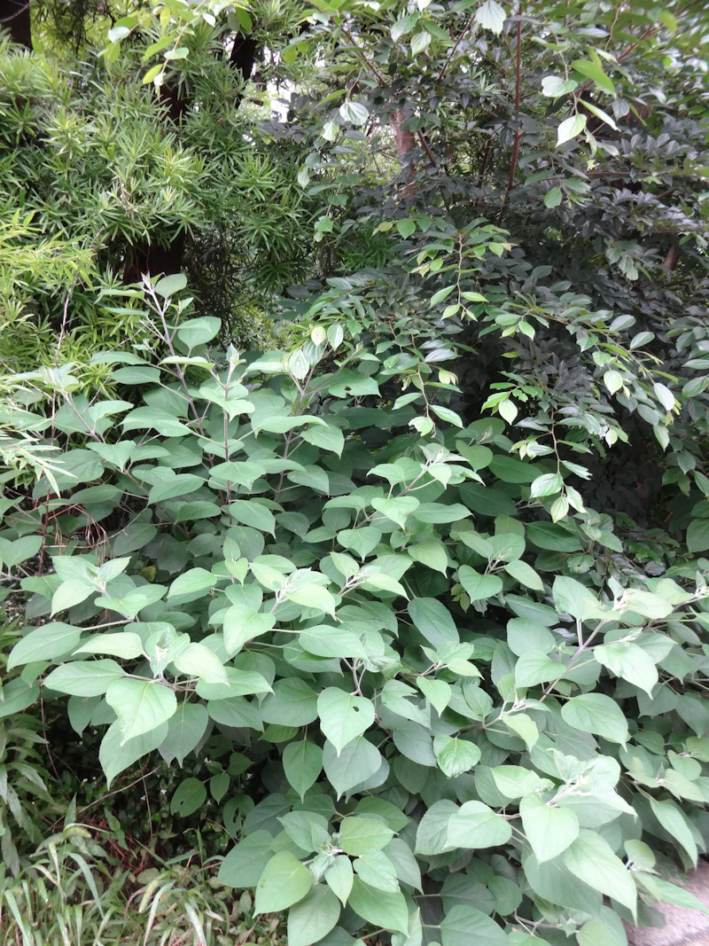 DSC04935