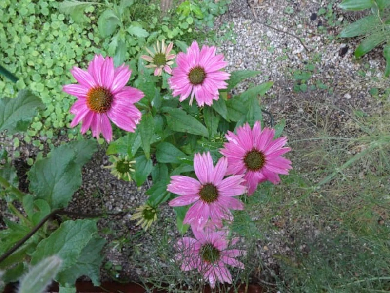 DSC01297