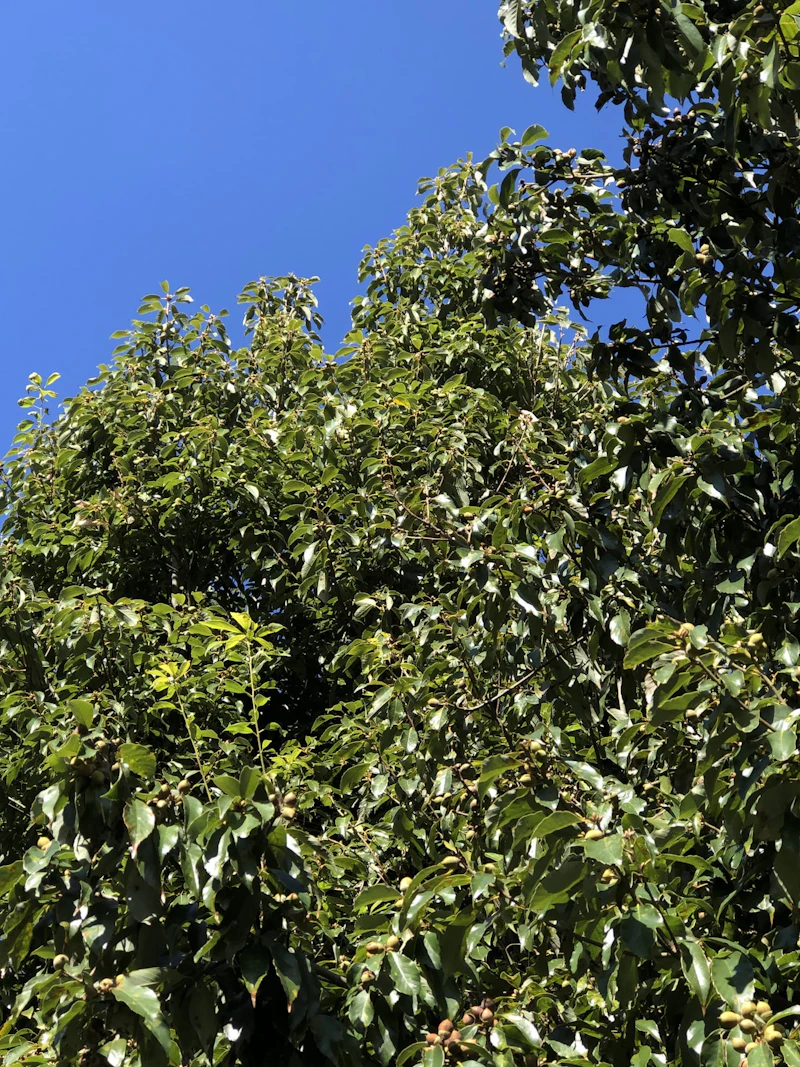 IMG_5381[1]