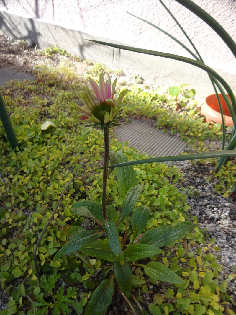 DSC02559