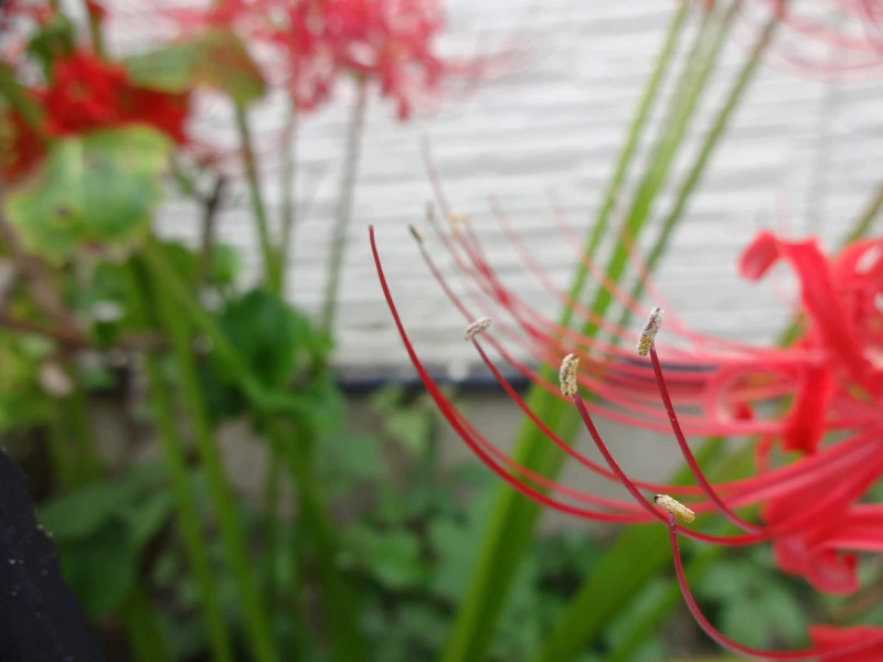 DSC04137