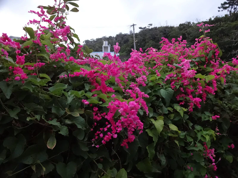 DSC04421