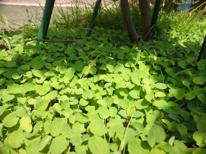 DSC04008