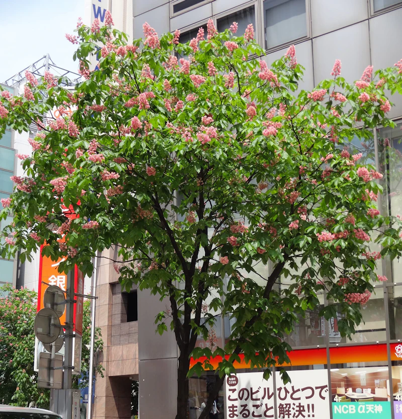 DSC03327