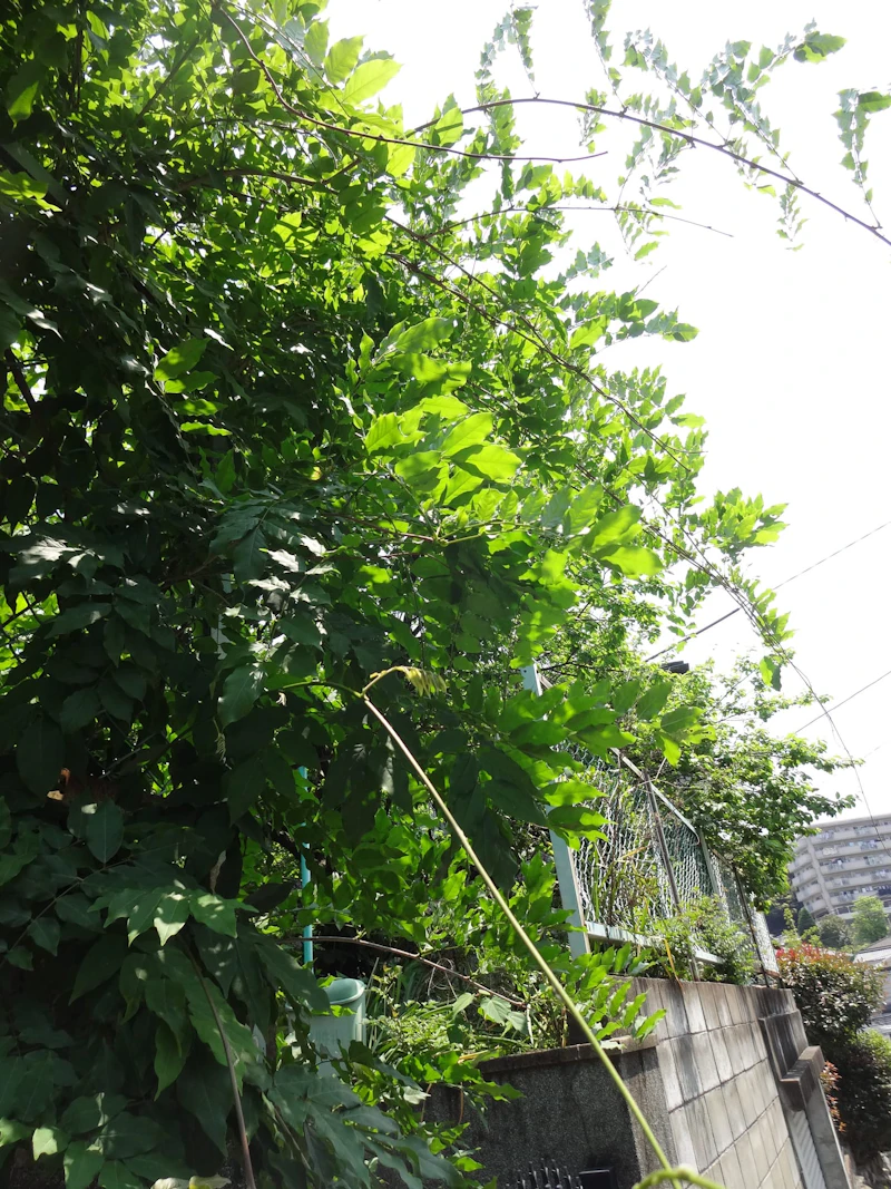 DSC03312 (1)