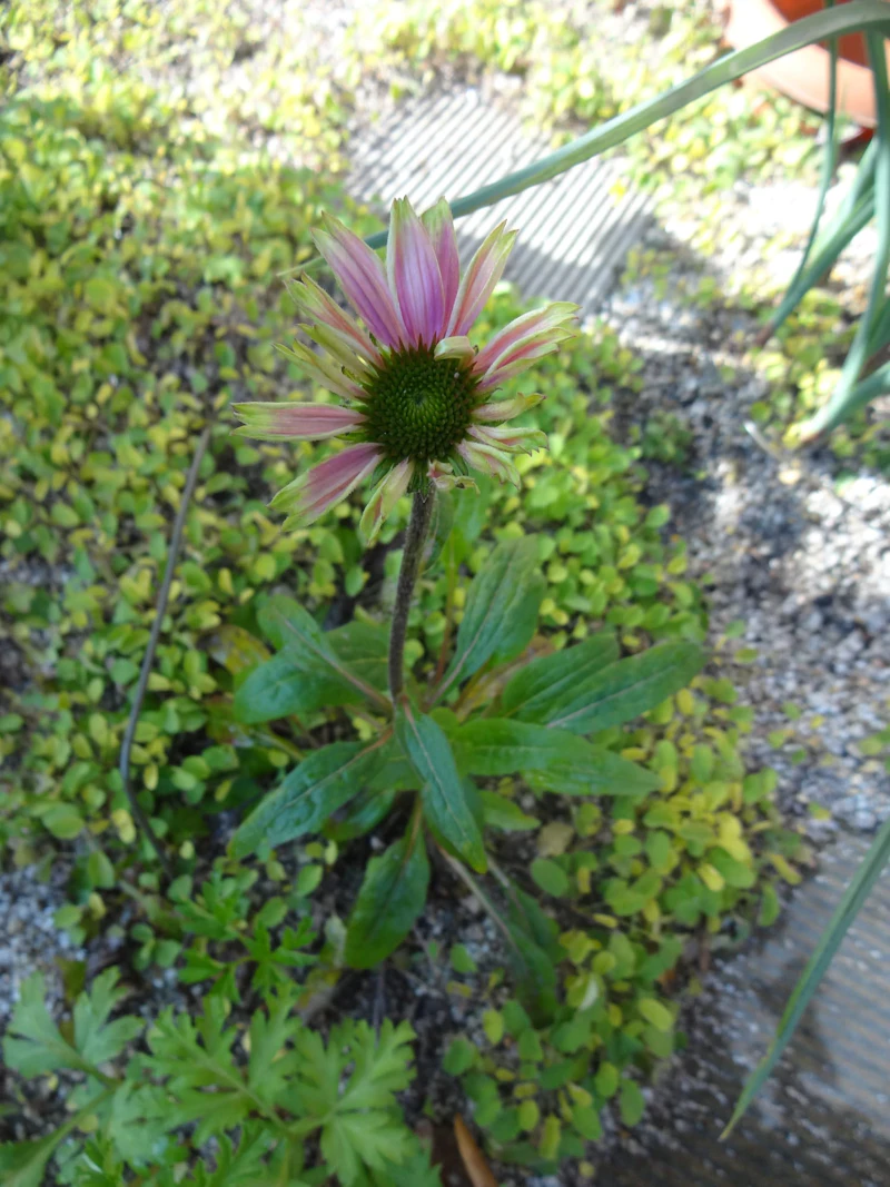 DSC02565