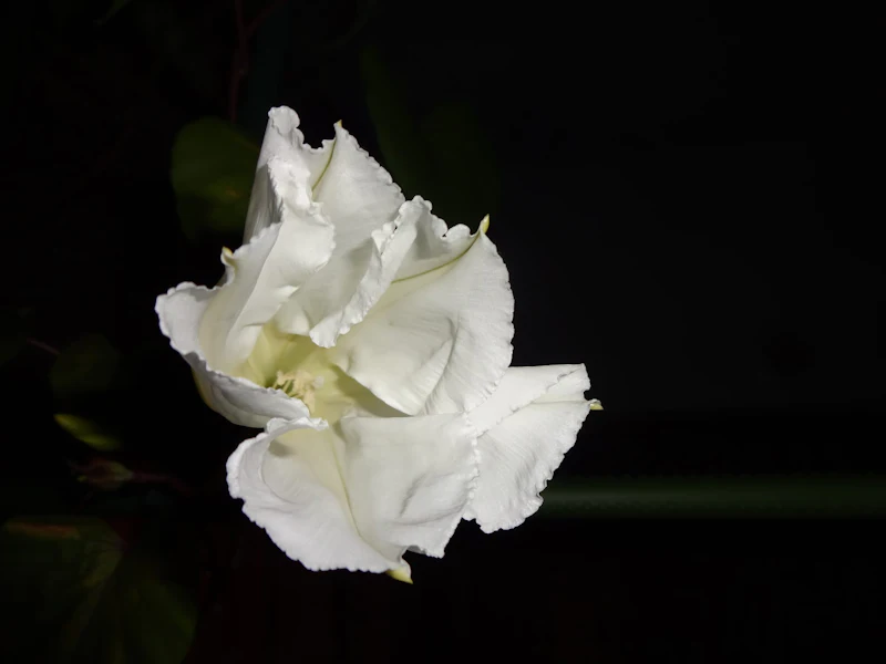 DSC04040