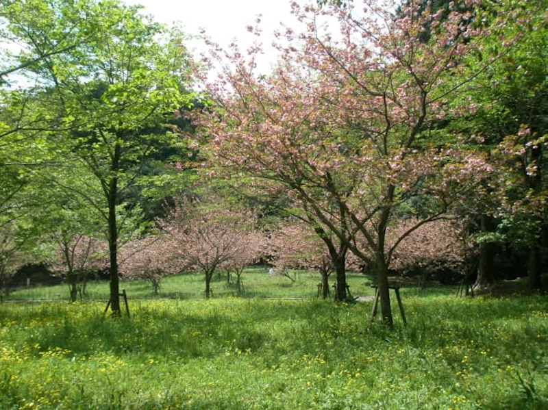 八重桜