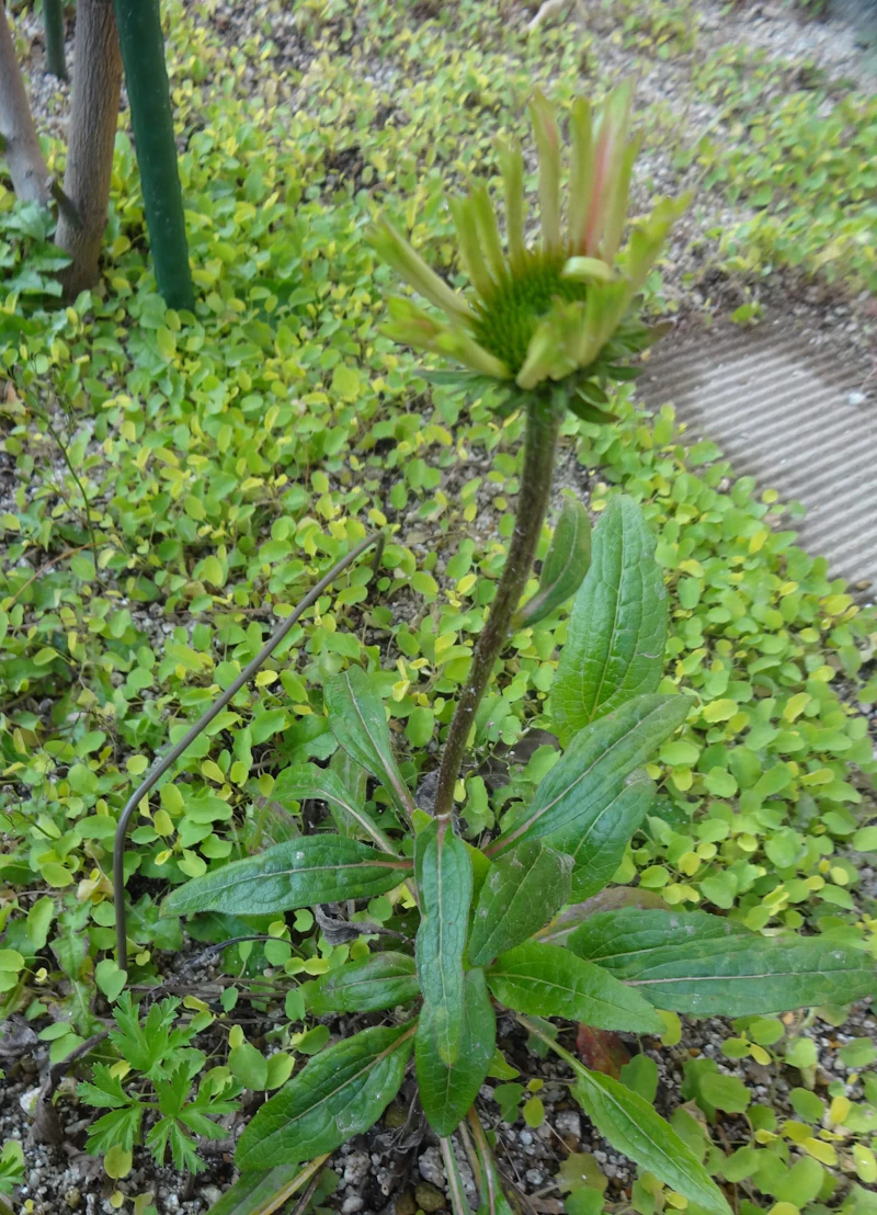 dsc02540