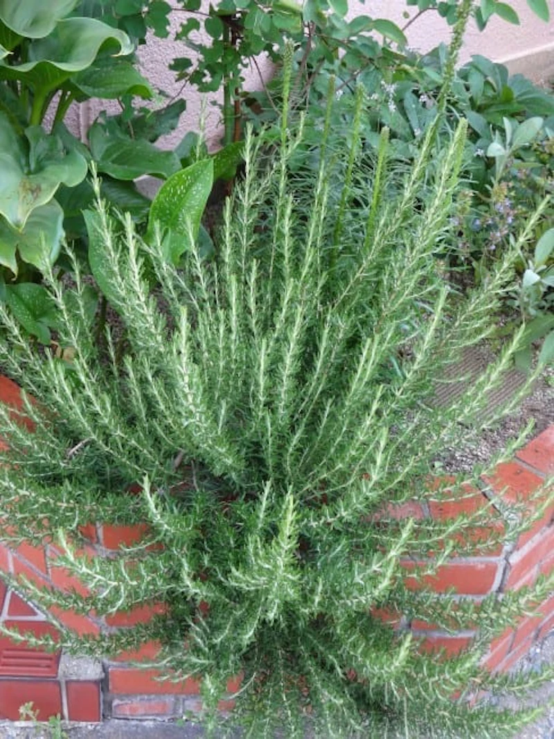 DSC01249