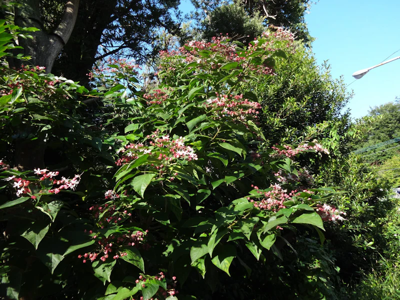 DSC04173