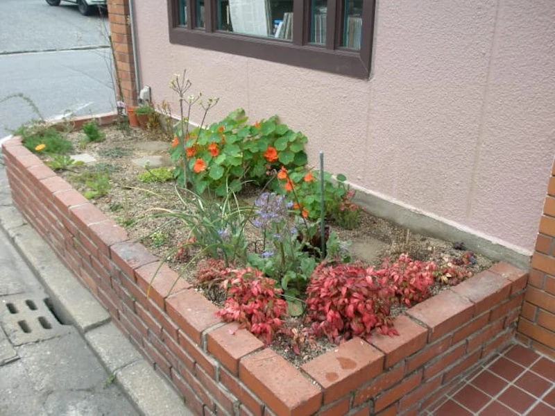 camomill herb garden