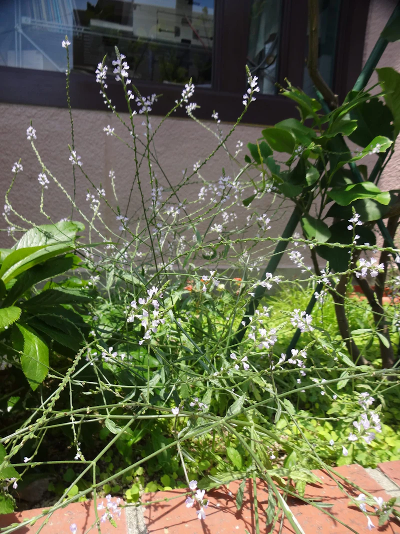 DSC03595