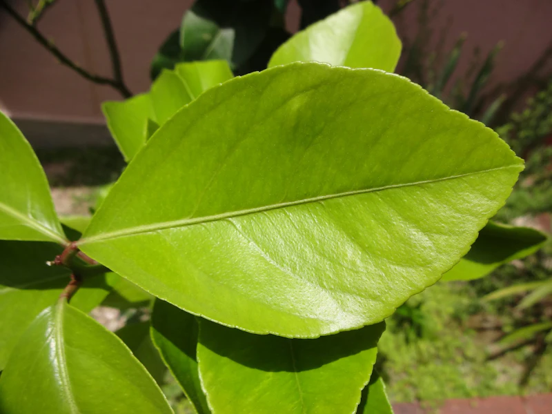 DSC03339