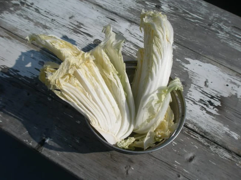 漬物用白菜
