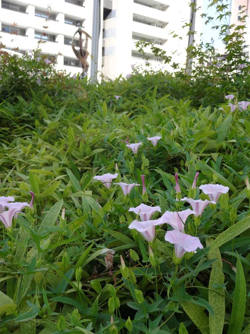 DSC03525 (1)