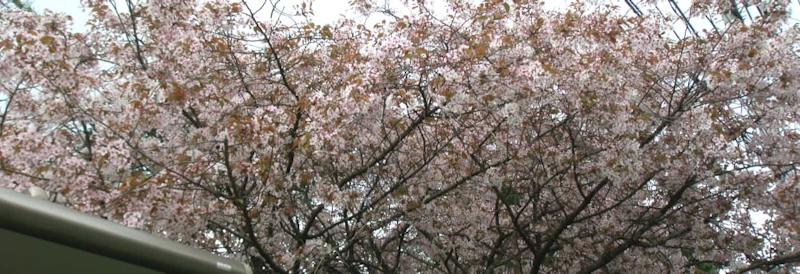 sakura