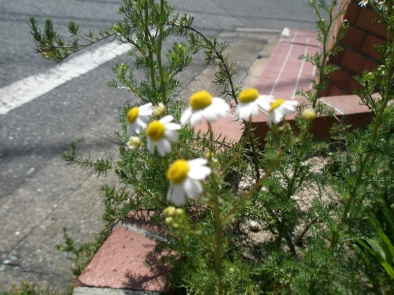 カモミーユ
