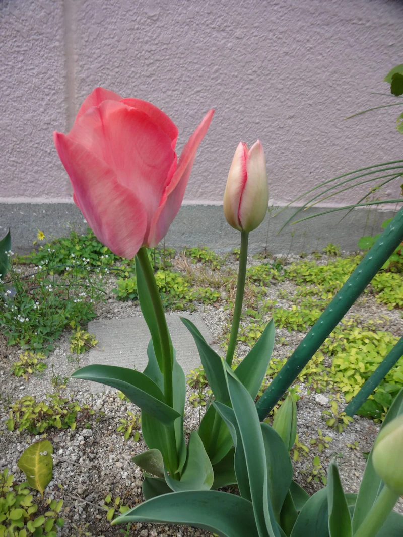 DSC02964