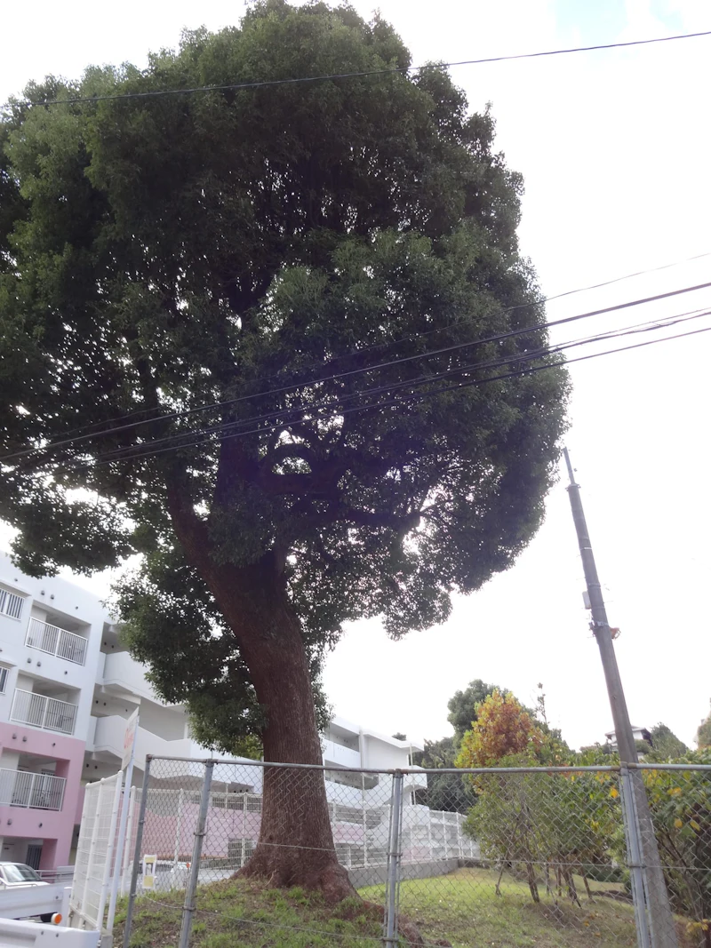 DSC04317