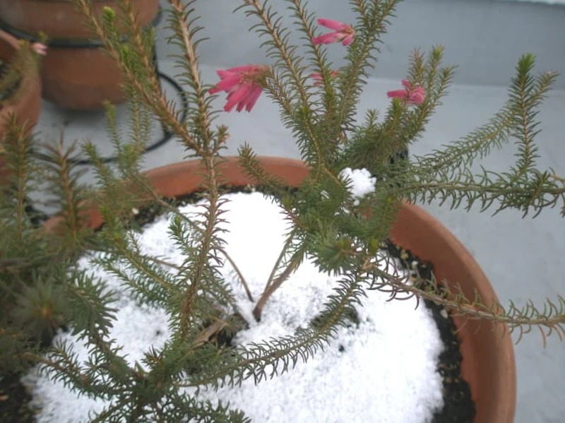 雪とエリカ
