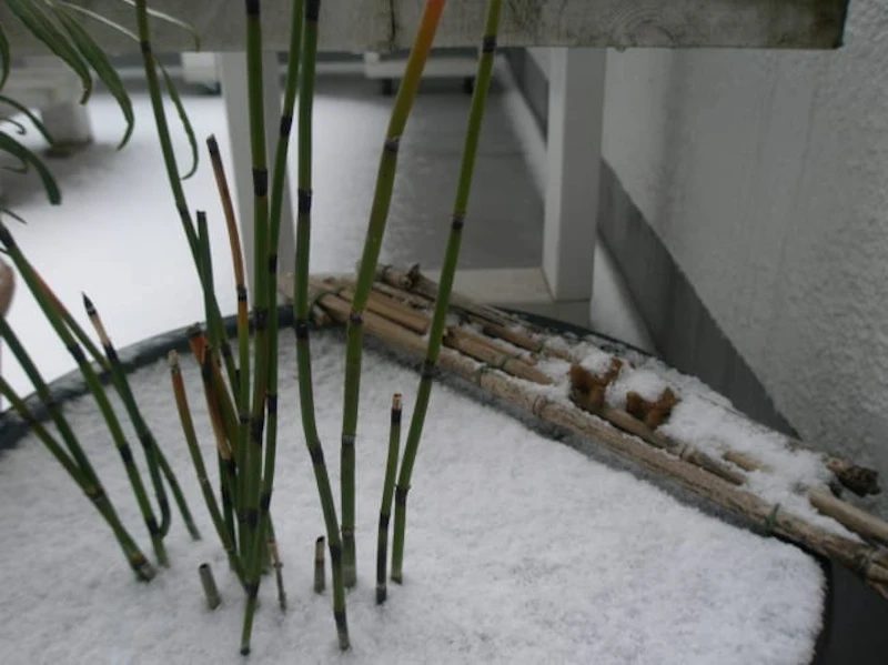 手水鉢