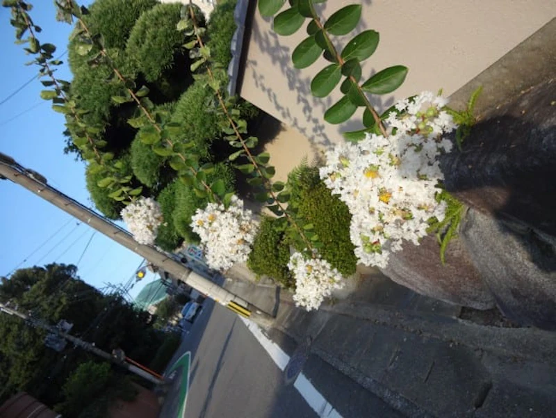 DSC01619