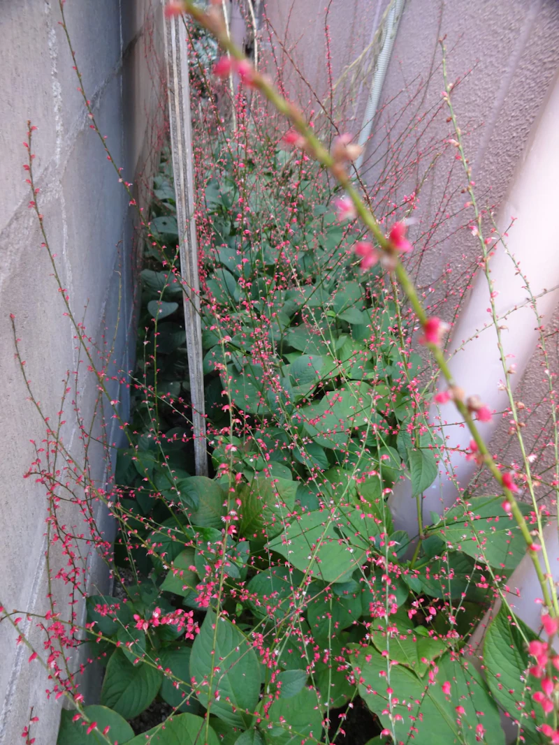 DSC04149