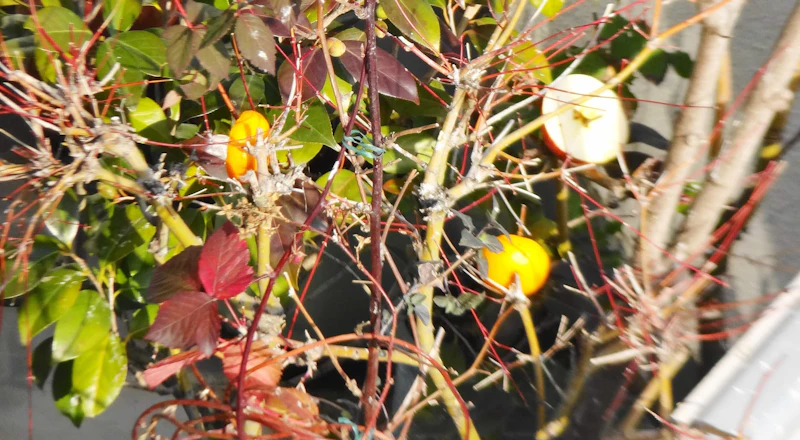 DSC05384