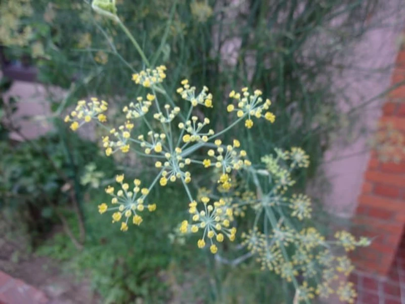DSC01559