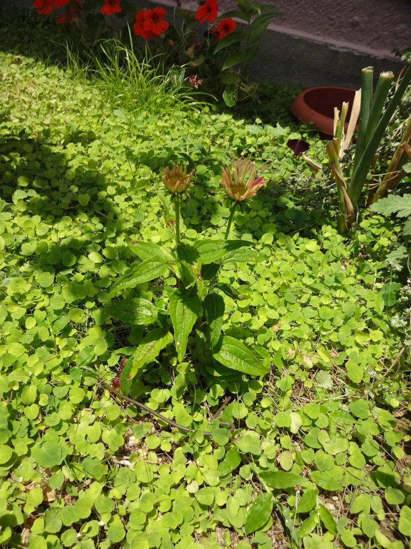 DSC03490