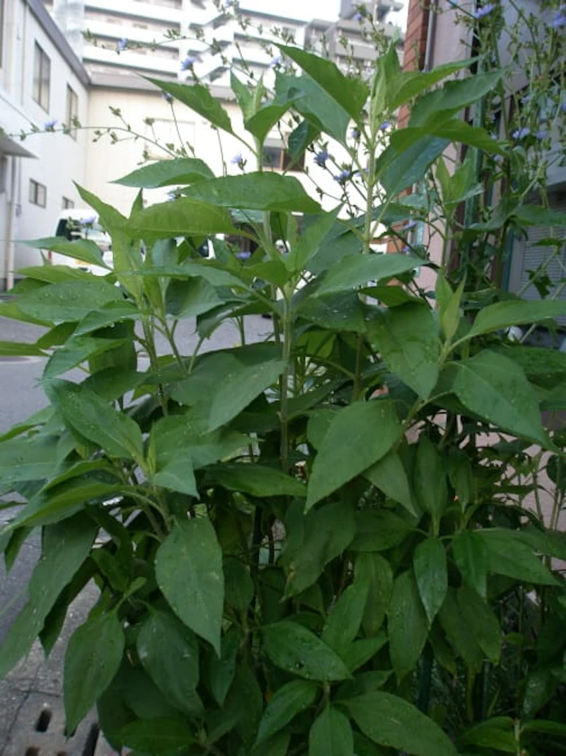 キクイモ