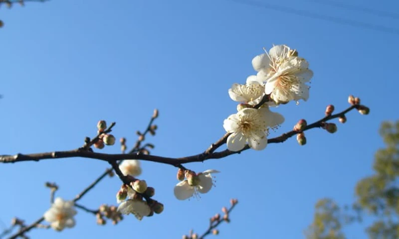 dazaifu