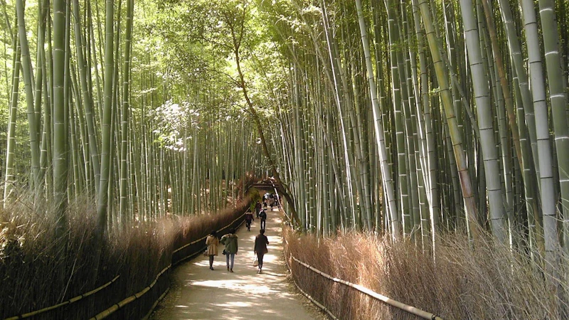 嵐山 竹林