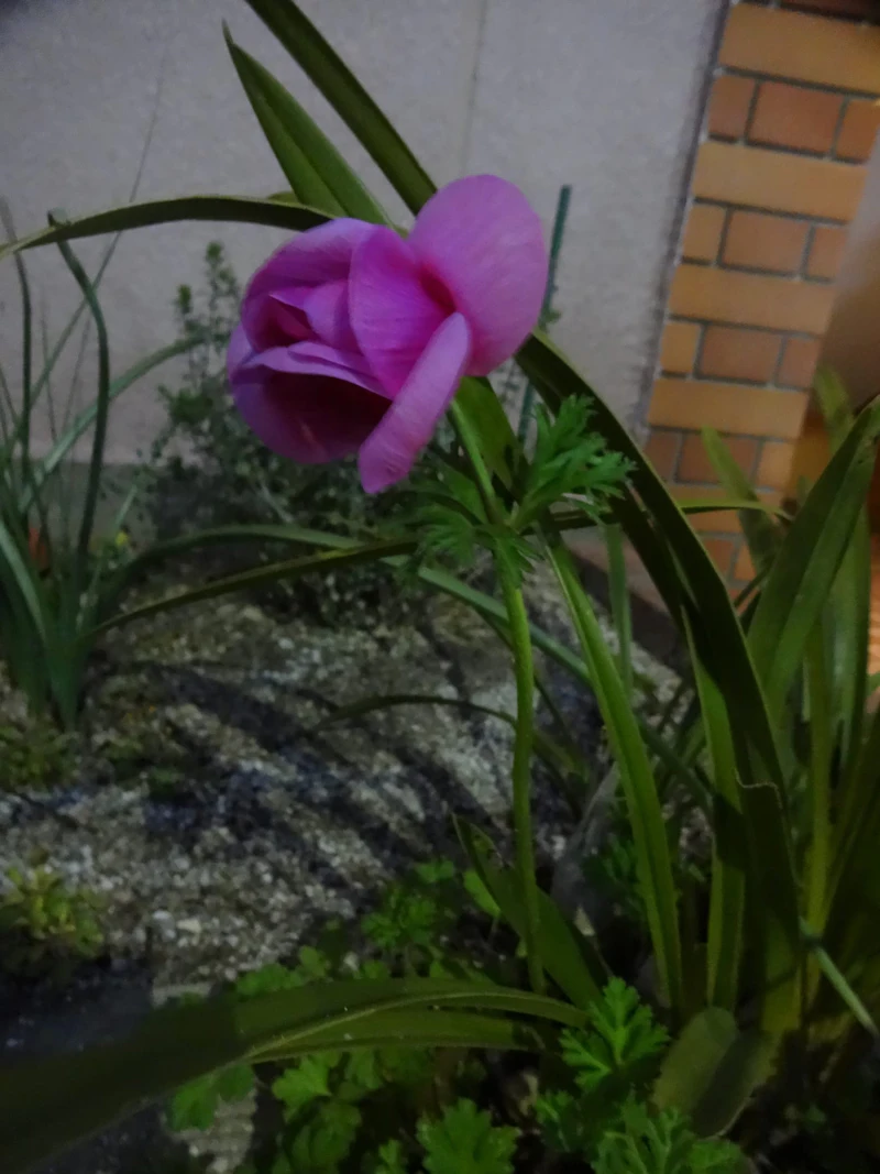 DSC02729